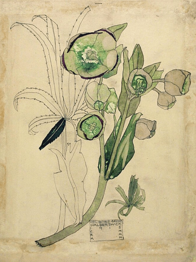 Watercolour drawing of a Green Hellebore, showing buds and blooms. Inscribed in pencil, within a cartouche, 'Helibore Green. Walberswick. 1915. CRM. MMM'.