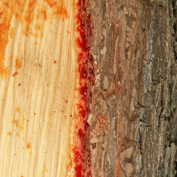 Close-up of Pterocarpus Wood Bleeding